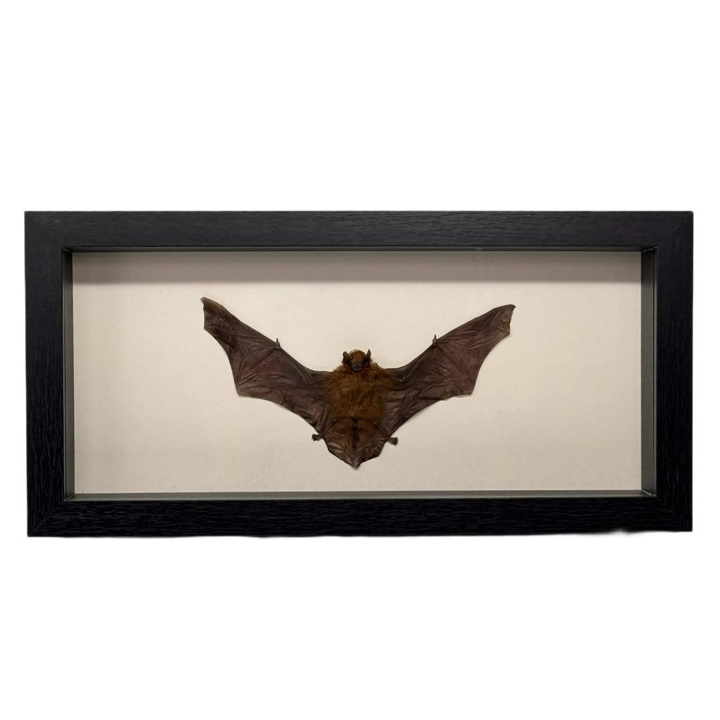 Tylonycteris pachypus vleermuis in diepe lijst, Verzamelen, Dierenverzamelingen, Ophalen of Verzenden, Nieuw, Insect, Opgezet dier
