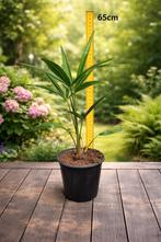 Trachycarpus Fortunei palmboompjes - 5 jaar oud, NL gekweekt, Tuin en Terras, Planten | Tuinplanten, Overige soorten, Vaste plant