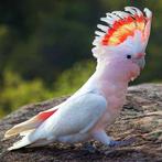 Gezocht Inca Kaketoe man 2022 - 2023 of 2024, Mannelijk, Papegaai