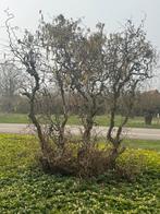 Zeer grote krulhazelaar, paastakken paasboom, Ophalen, Bloeit niet, Volle zon, Overige soorten