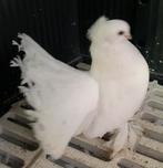 Mooie Noordkaukasische postuur Tuimelaars sierduiven duif, Dieren en Toebehoren, Mannelijk, Tuimelaar of Roller