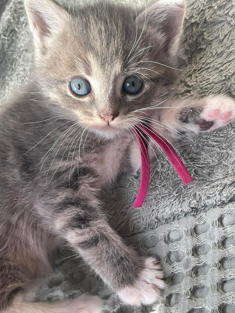 💕Prachtige kruising Ragdoll en Noorse boskat kittens💕!, Meerdere dieren, Ontwormd, 0 tot 2 jaar