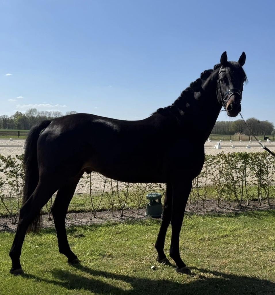 3 jarige hengst Mclaren x San Remo, Dressuurpaard, Hengst, 3 tot 6 jaar, Met stamboom