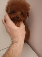 Super klein toy poedeltje, Dieren en Toebehoren, Honden | Chihuahua's en Gezelschapshonden, Poedel, Particulier, 8 tot 15 weken