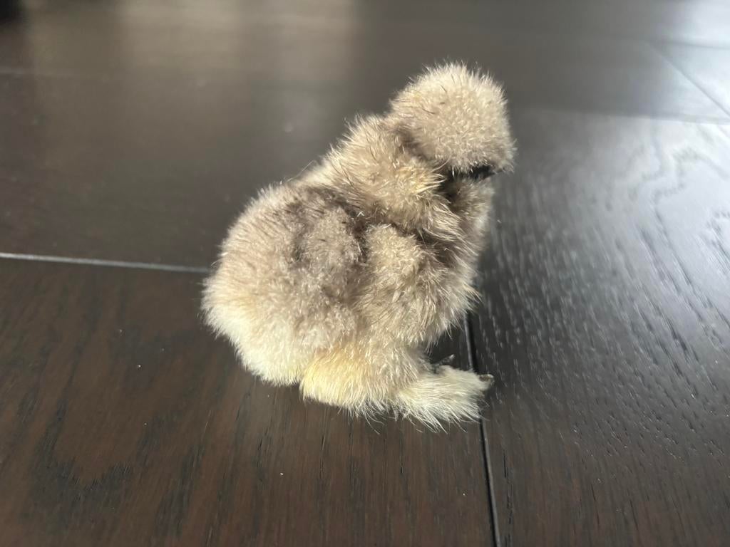 Broedeieren zijdehoender USA, Dieren en Toebehoren, Pluimvee, Meerdere dieren, Kip