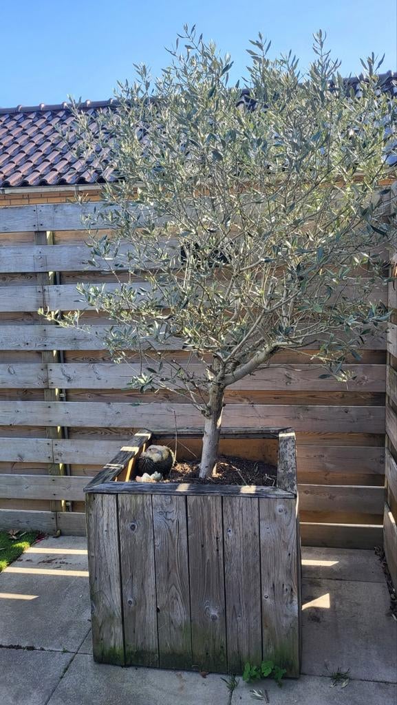 Olijfboom in bak met wieltjes, Ophalen, Overige soorten, Volle zon