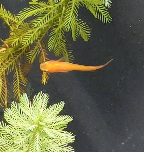 Oranje Japanse rijstvis, Medaka, mini-koi, Dieren en Toebehoren, Vissen | Vijvervissen, Overige soorten