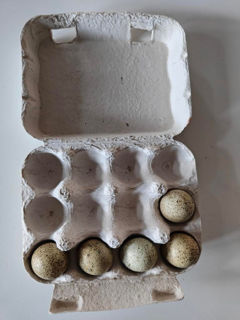 Broedeieren Harlekijn kwartels, Ophalen of Verzenden, Nieuw, Overige typen