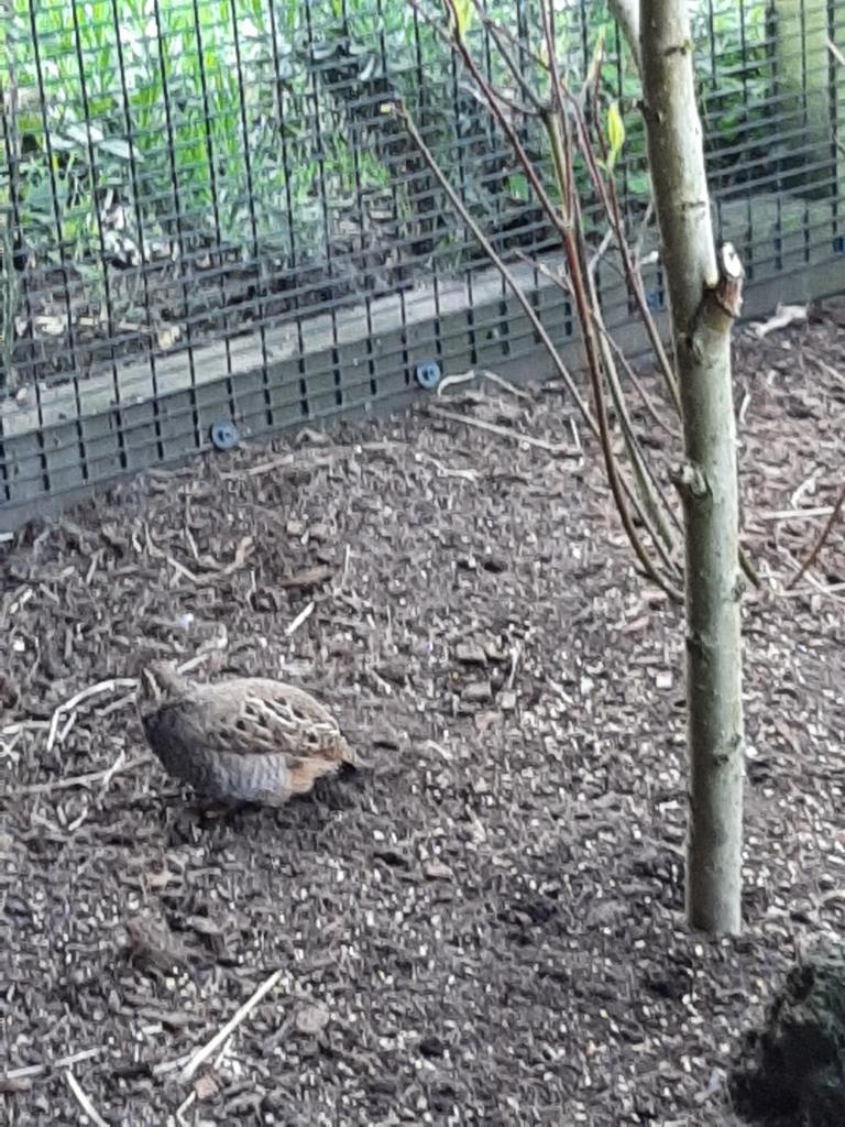 Jungle bush kwartel haan, Mannelijk