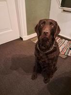 Lieve, betrouwbare F1 Labradoodle., Dieren en Toebehoren, Honden | Retrievers, Spaniëls en Waterhonden, Parvo, Eén hond, 3 tot 5 jaar