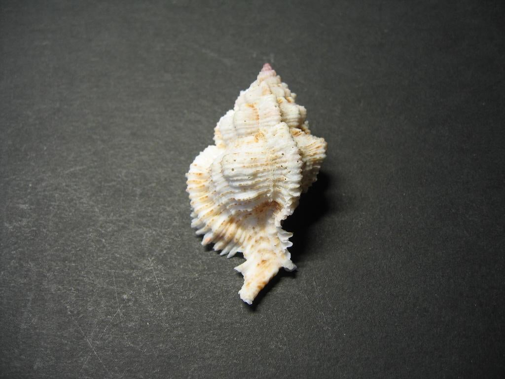 Schelpen: Murex superbus  Sowerby 1889., Verzamelen, Ophalen of Verzenden, Schelp(en)