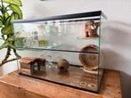 Gerbil glazen kooi - Terrasium - startpakket, Dieren en Toebehoren, Ophalen, Gebruikt