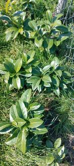 Laurier (Laurierkers), Ophalen, Overige soorten, Minder dan 100 cm