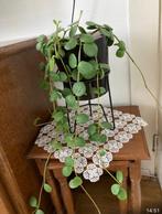 Kamerplant, Ophalen, Overige soorten, Halfschaduw, Minder dan 100 cm