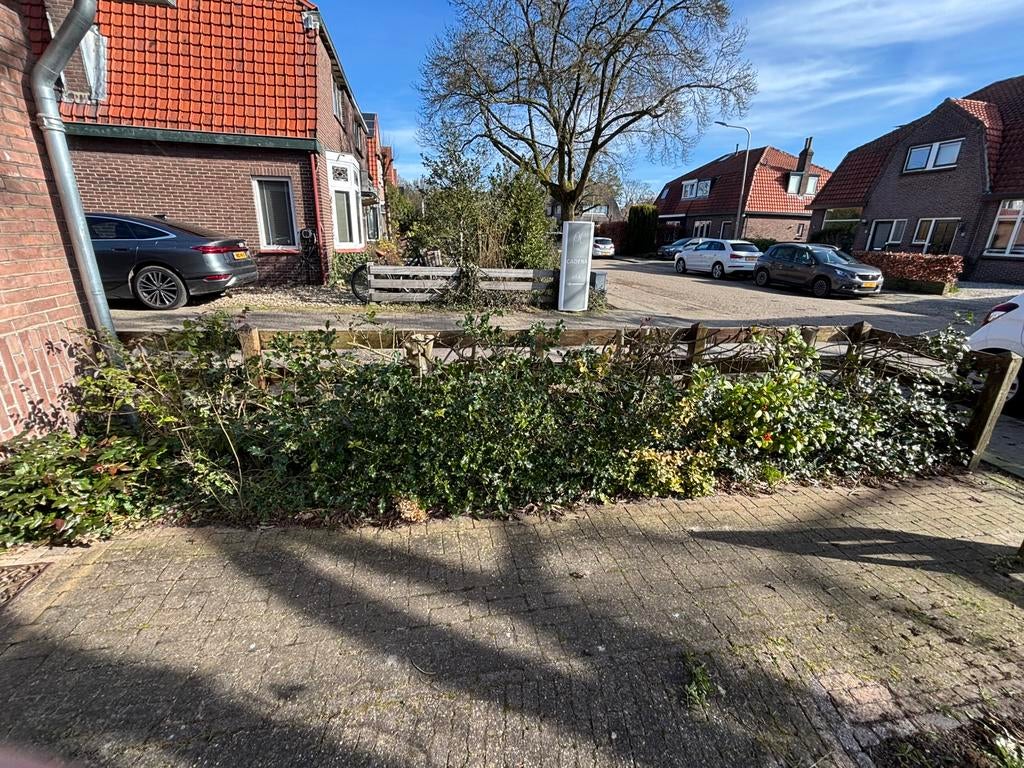 Hulst haag gratis ter overname, Ophalen, Hulst, Haag, 100 tot 250 cm