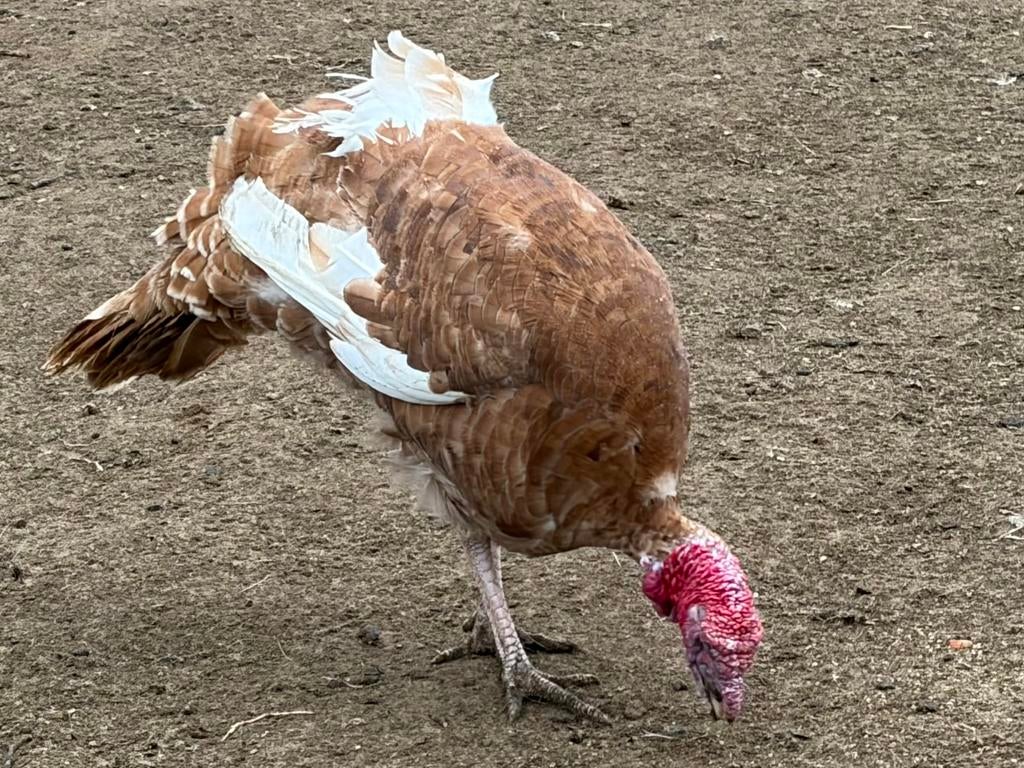 Kalkoen haan, Mannelijk, Kalkoen