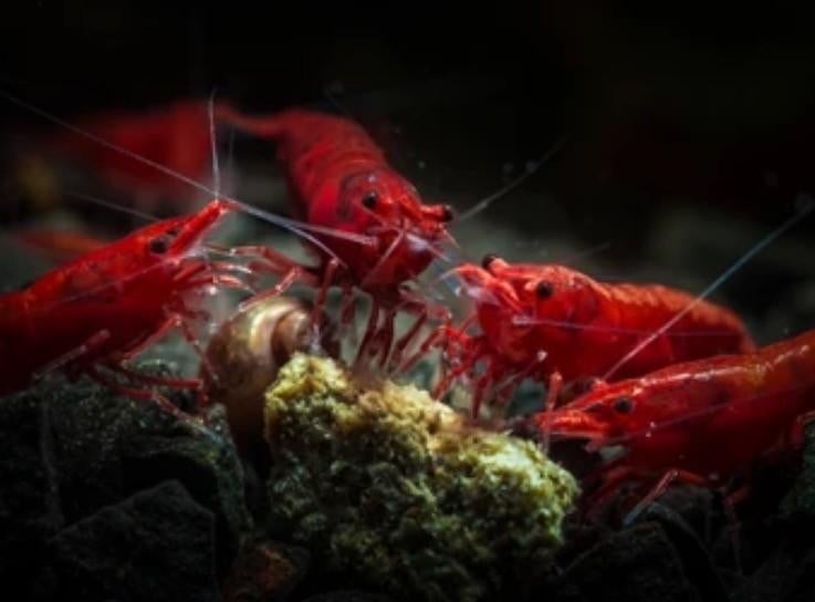 Painted Fire Red garnalen, Dieren en Toebehoren, Vissen | Aquariumvissen, Kreeft, Krab of Garnaal, Zoetwatervis