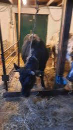 Twee pinken, Dieren en Toebehoren, Runderen, Vrouwelijk