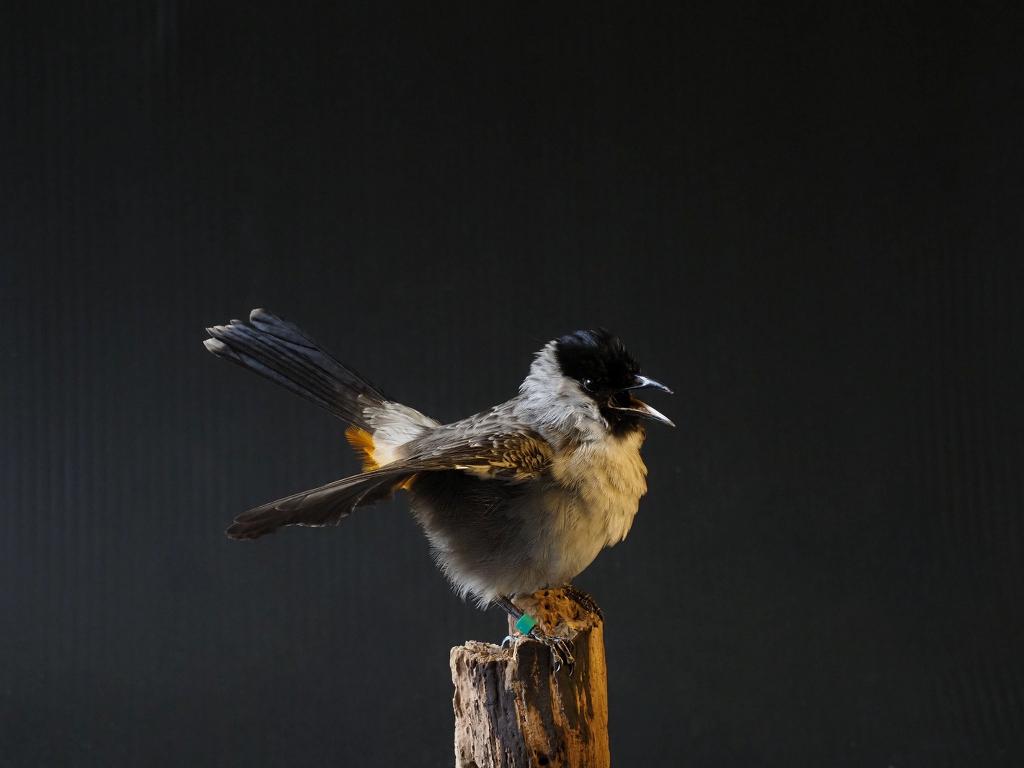 Opgezette Roetkopbuulbuul, Ophalen of Verzenden, Nieuw, Vogel, Opgezet dier