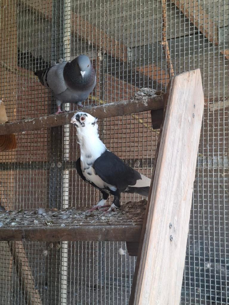 Sierduif, Duitse meeuw, Meerdere dieren
