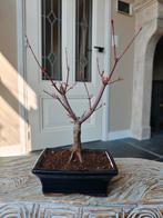 Acer Japanse Esdoorn Deshojo bonsai, Bloeit niet, Halfschaduw, Minder dan 100 cm, Overige soorten