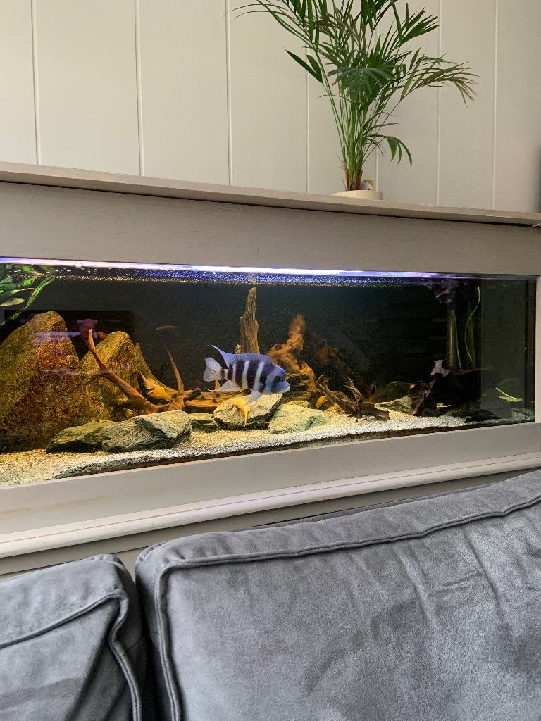 Frontosa 2x, Dieren en Toebehoren, Vissen | Aquariumvissen, Vis, Zoetwatervis, Schoolvis