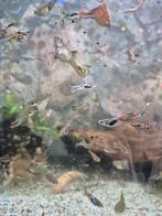 Endler x sluierstaart mannen guppen, Vis