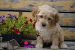 Medium kruising labradoodle pups., Dieren en Toebehoren, Nederland, Overige rassen, 8 tot 15 weken, CDV (hondenziekte)