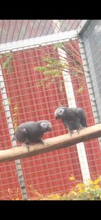 Thimney grijze Roodstaart paarje, Dieren en Toebehoren, Meerdere dieren, Papegaai, Geringd