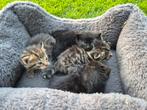 Prachtige kittens, Dieren en Toebehoren, Katten en Kittens | Overige Katten, Geslacht onbekend, Kortharig, 0 tot 2 jaar