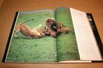 Leeuwen in hun element - Prachtig groot fotoboek, Ophalen of Verzenden, Gelezen, Katten