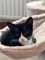 Kater en Poes kitten, Dieren en Toebehoren, Meerdere dieren, Kortharig