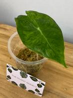 Alocasia Nairobi Nights Variegata, Ophalen of Verzenden, Halfschaduw, Minder dan 100 cm