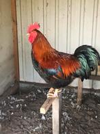 Broedeieren, Geslacht onbekend, Kip