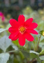 Dahlia knol rood 25, Tuin en Terras, Planten | Tuinplanten, Ophalen of Verzenden, Zomer, Overige soorten, Volle zon