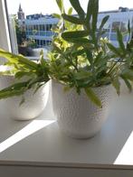 Twee witte bloempotten, Tuin en Terras, Bloempotten, Rond, Binnen, Ophalen of Verzenden, Zo goed als nieuw