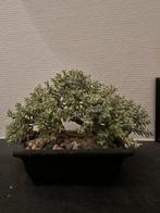 Decoration, Ophalen, Bloeit niet, Overige soorten, Minder dan 100 cm
