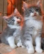Raszuivere Noorse Boskat kittens zoeken fijn en warm thuis, Dieren en Toebehoren, Poes, 0 tot 2 jaar