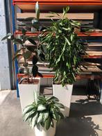 Mooie hydrocultuur planten/ kantoor planten, Ophalen of Verzenden, Overige soorten, In pot, 100 tot 150 cm