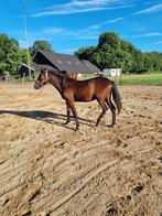 Super makke 1 jarige pony, Ruin, Gechipt, 0 tot 2 jaar