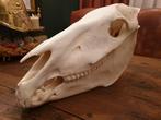 Zebra schedel. Africa wild skull rariteitenkabinet rariteit, Ophalen of Verzenden, Zo goed als nieuw, Wild dier, Schedel