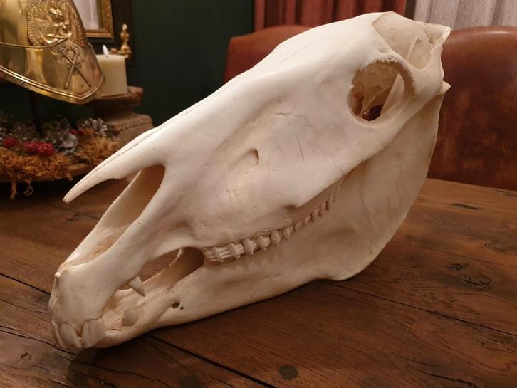 Zebra schedel. Africa wild skull rariteitenkabinet rariteit, Verzamelen, Dierenverzamelingen, Zo goed als nieuw, Schedel, Wild dier