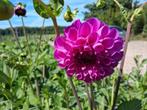 Dahlia knollen, Volle zon, Vaste plant, Zomer, Ophalen