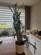 Grote cactus, opuntia monacantha, Cactus, 100 tot 150 cm, Ophalen of Verzenden, Halfschaduw