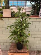 Ficus Benjamina - 100cm kamerplant, Huis en Inrichting, Ophalen, Ficus, 100 tot 150 cm, Halfschaduw