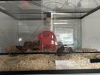 Terrarium voor kleine hamster, Dieren en Toebehoren, Knaagdieren en Konijnen | Hokken en Kooien, Kooi, Gebruikt, Hamster, 75 tot 110 cm