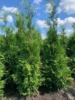 Thuja Occidentalis Brabant haag met kluit!, Ophalen, Conifeer, Haag, 100 tot 250 cm