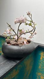 Kunst plant, Huis en Inrichting, Woonaccessoires | Kunstplanten en Kunstbloemen, Ophalen