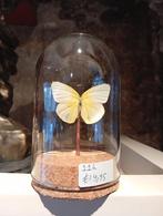 Prachtige vlinder in stolp hoogte 11 cm, Huis en Inrichting, Zo goed als nieuw, H, H, K