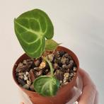 Anthurium Crystallinum, Huis en Inrichting, Kamerplanten, Ophalen of Verzenden, Overige soorten, Minder dan 100 cm